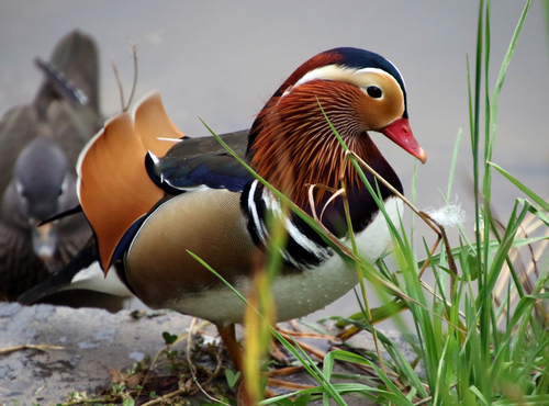 Canard mandarin, mâle