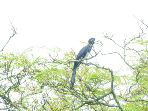 West African Pied Hornbill