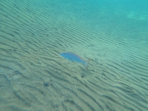 Lethrinus microdon observed 2025-11-20