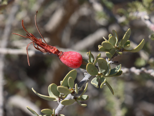 Plicosepalus acaciae