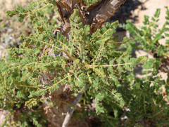 Boswellia sacra
