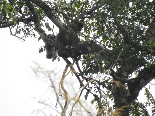 Green Monkey