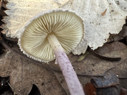 Cystolepiota bucknallii — (c) lizfrost47, some rights reserved (CC BY)