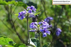 Clematis heracleifolia