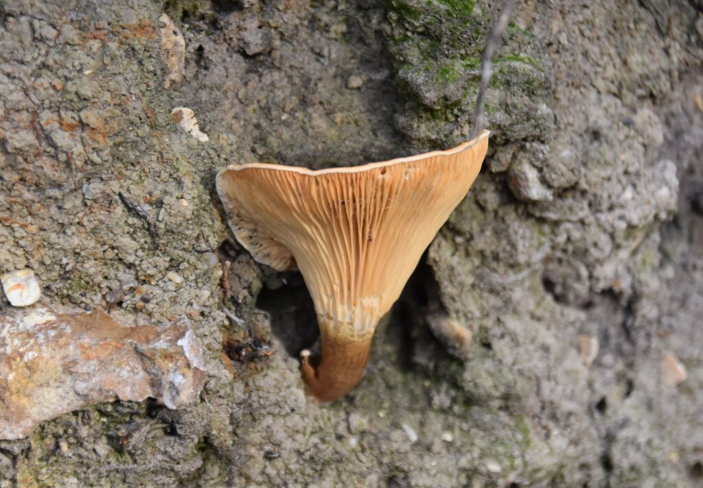 Hygrophoropsis aurantiaca · November 2025 · photo: © mrg-gb (iNaturalist, cc-by)