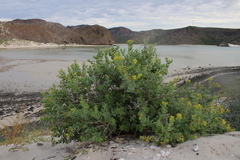 Coulterella capitata