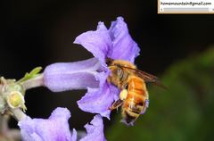 Clematis heracleifolia