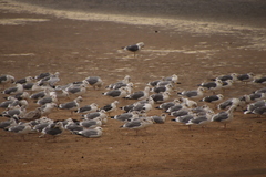 Larus argentatus vegae