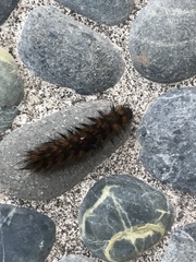 Lepidoptera