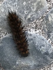 Lepidoptera