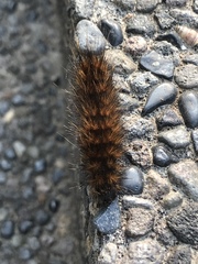 Lepidoptera