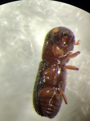 Scolytinae