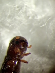 Scolytinae