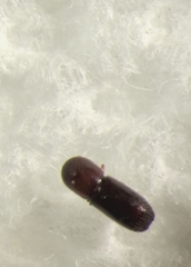 Scolytinae