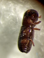 Scolytinae