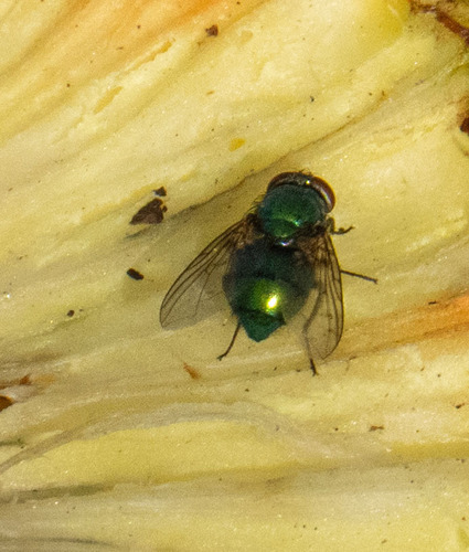 Unknown species found near Springfield, MO, USA