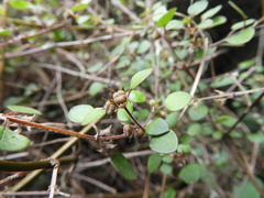 Teucrium parvifolium