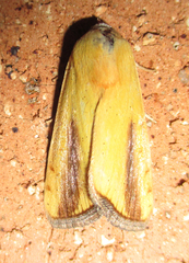 Pardoxia graellsii