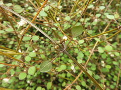 Teucrium parvifolium