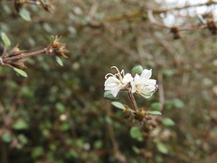 Teucrium parvifolium