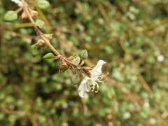 Teucrium parvifolium