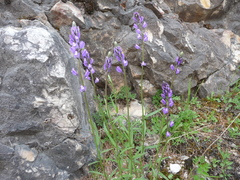 Polygala wolfgangiana
