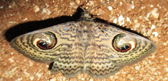 Calliodes pretiosissima