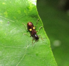 Phymatophaea hudsoni