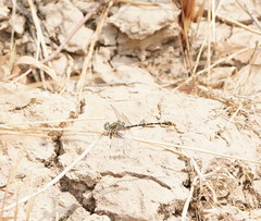 Austrogomphus australis