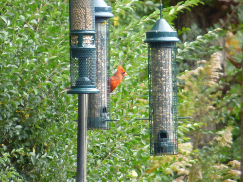 Northern Cardinal photographed in Arkansas