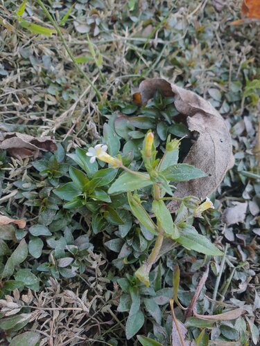 Clammy hedge hyssop (Gratiola neglecta)