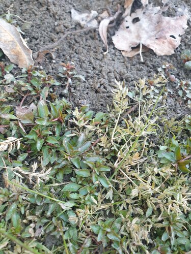 Teal Lovegrass (Eragrostis hypnoides)