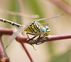 Austrogomphus australis
