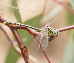 Austrogomphus australis