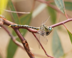 Austrogomphus australis