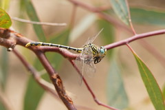Austrogomphus australis