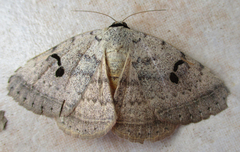 Hypopyra carneotincta
