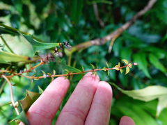 Berberis × hortensis
