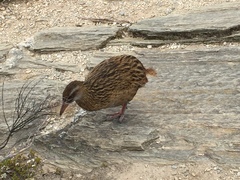 Gallirallus australis hectori