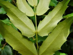 Berberis × hortensis