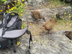 Gallirallus australis hectori