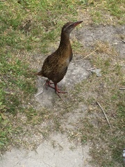 Gallirallus australis hectori