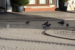 Columba livia domestica