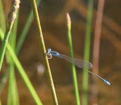 Aciagrion borneense