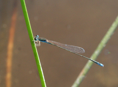 Aciagrion borneense