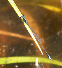 Aciagrion borneense