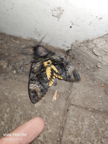Eastern Death's Head hawkmoth