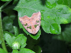 Xenochroa chlorostigma