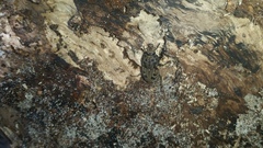 Ryssonotus nebulosus