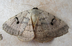 Hypopyra carneotincta